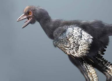 aves evolución dinosaurios