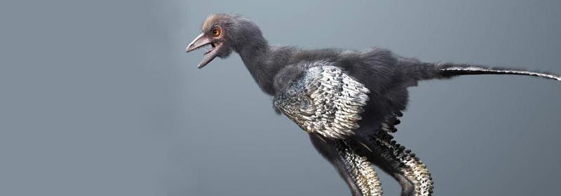Los dinosaurios evolucionaron durante 50 millones de años para convertirse  en aves 