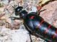 escarabajo aceitera matahombres cura y carraleja