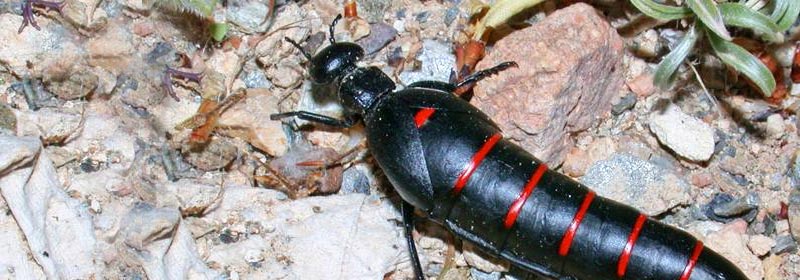 escarabajo aceitera matahombres cura y carraleja