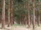 eucalipto plantación bosque