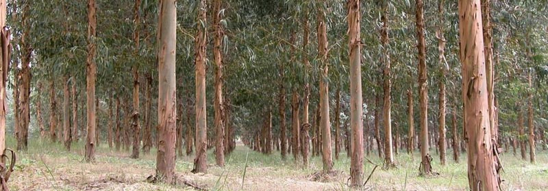 eucalipto plantación bosque