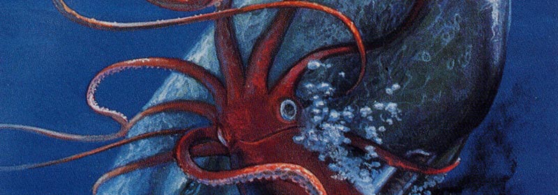 mito realidad calamar gigante