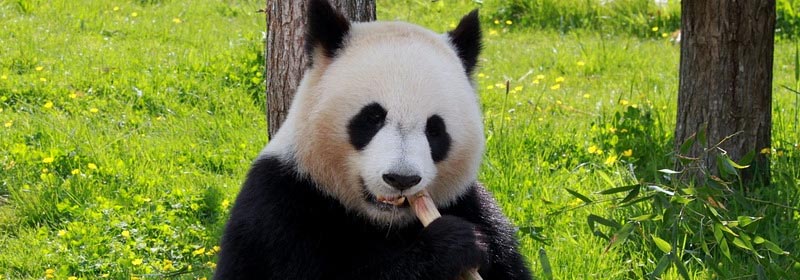 pulgar del panda