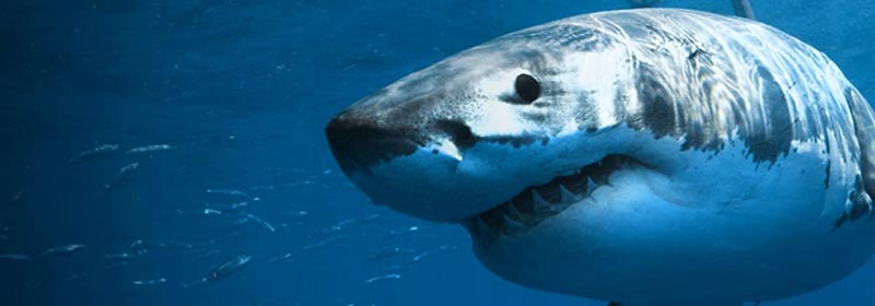 tiburón blanco diferente megalodon