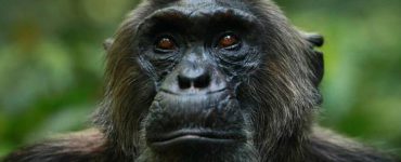 vida social de los chimpancés