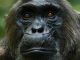 vida social de los chimpancés